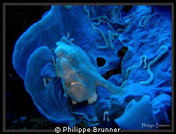 Frog fish in a strange natural light. 
Just a little fla... by Philippe Brunner 